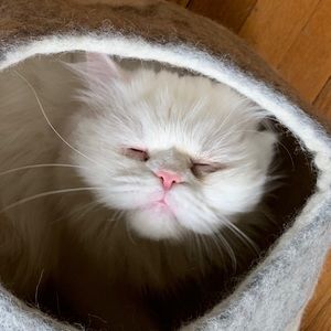 Meet your Posher, Keila